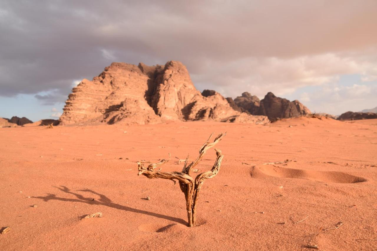 Art Camp Wadi Rum Eksteriør billede