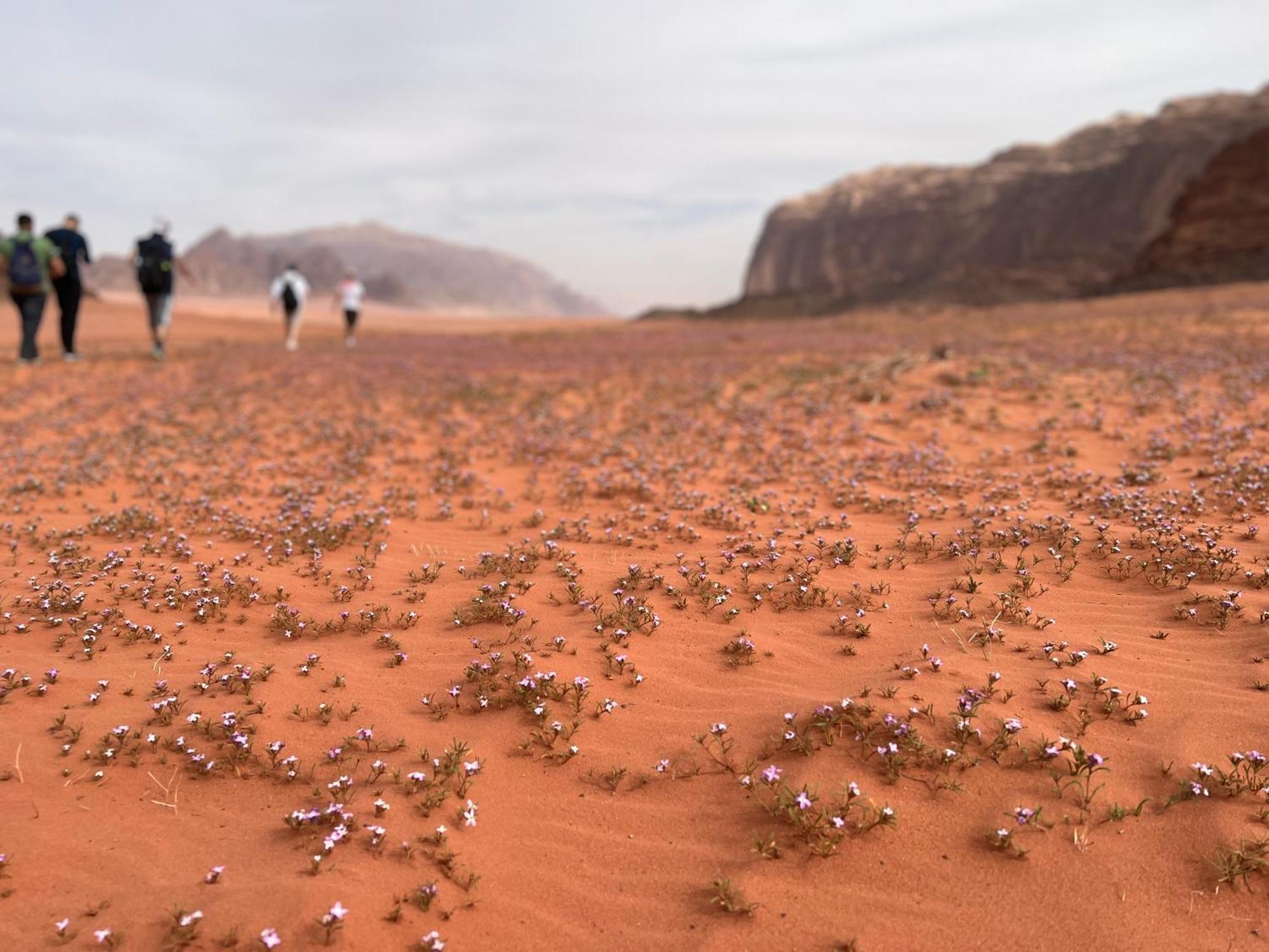 Art Camp Wadi Rum Eksteriør billede