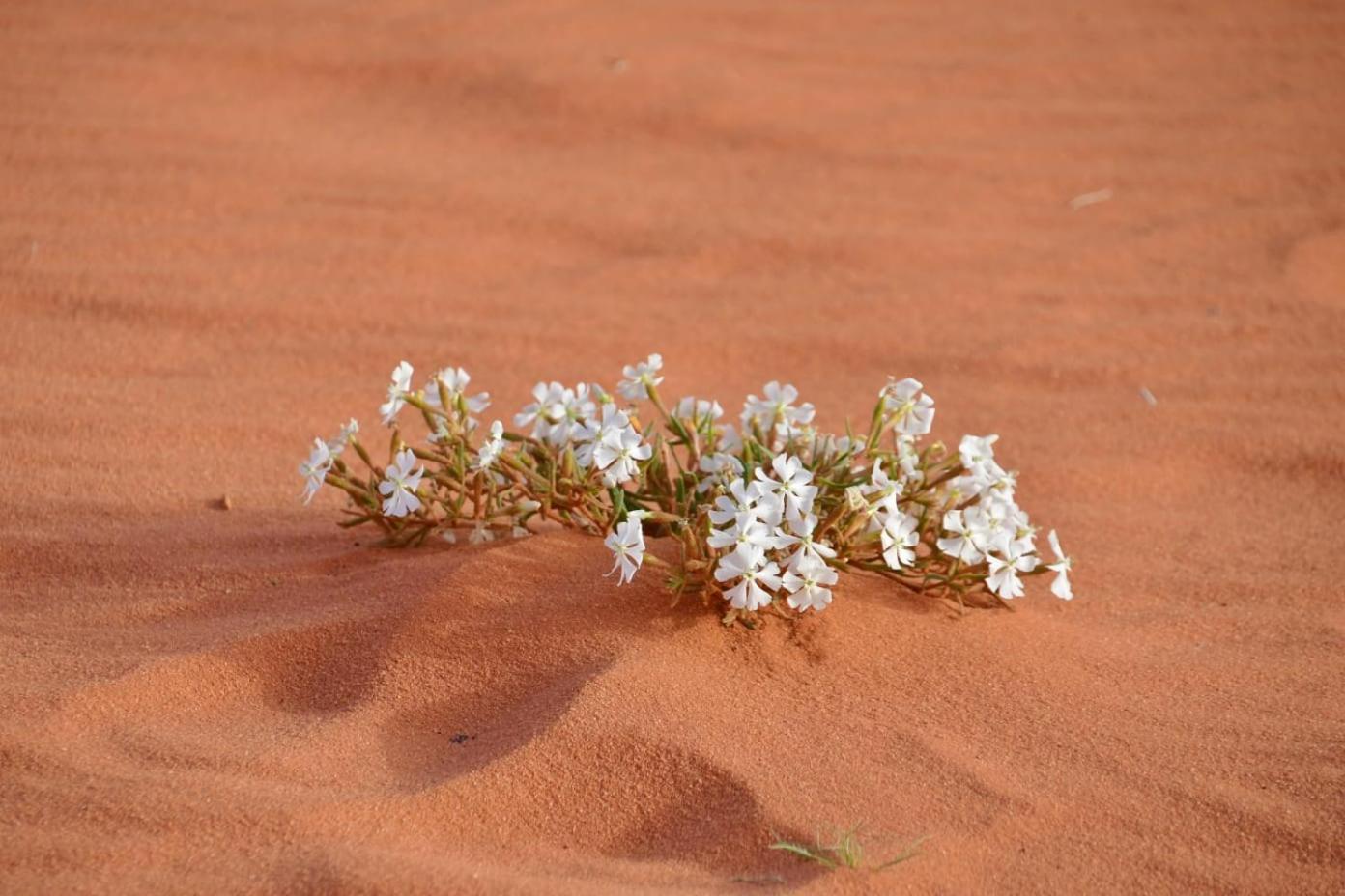 Art Camp Wadi Rum Eksteriør billede